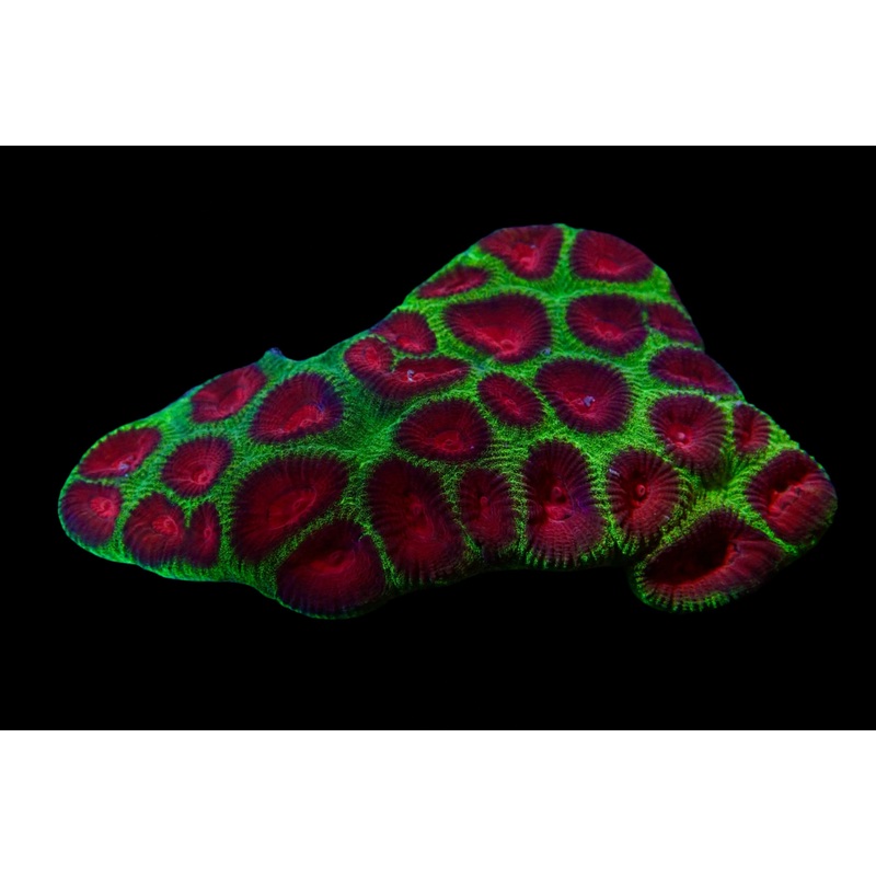 Favia Ultra Christmas colony