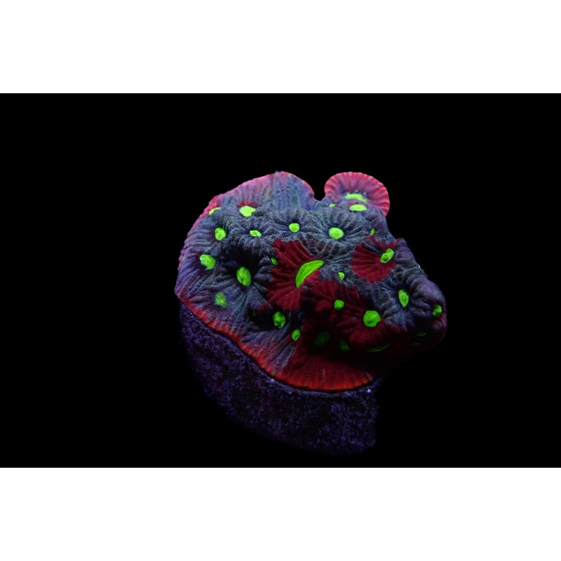 Favite Ultra rainbow Frag