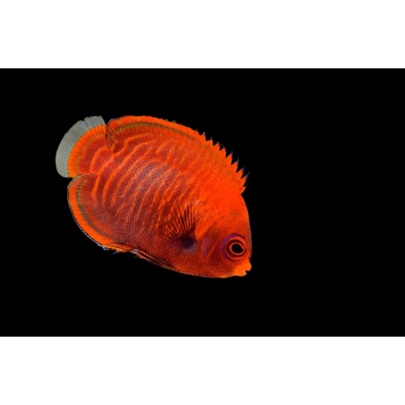 Golden Angelfish (Centropyge aurantia)