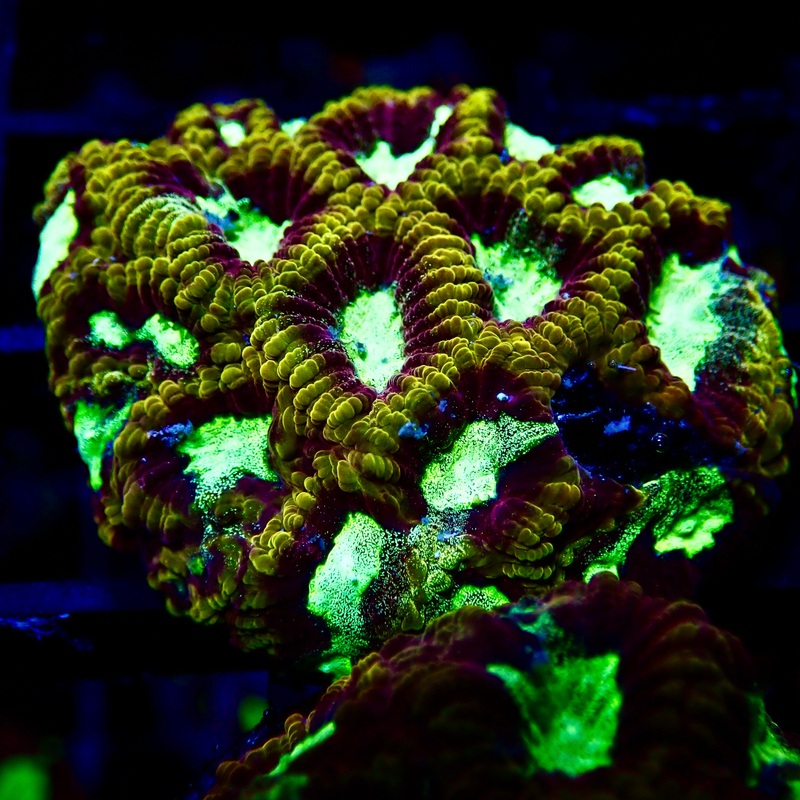 Golden Maze Favia frag