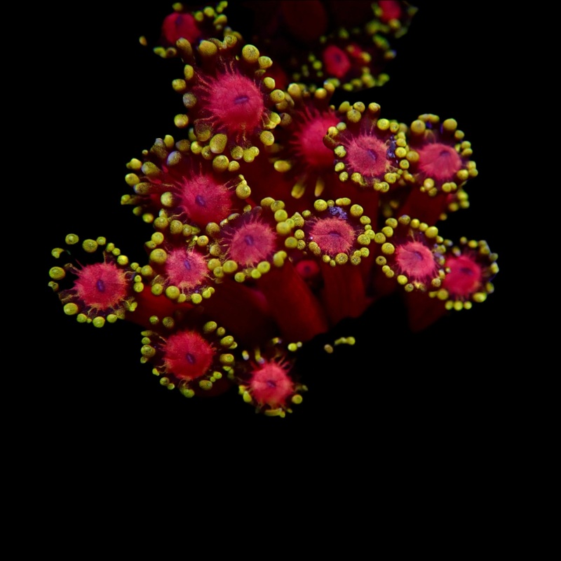 Goniopora Ultra  Frag