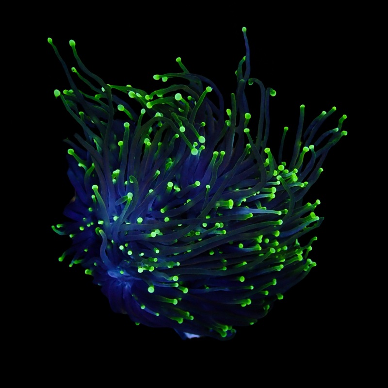 Green Neon Tip Torch par tte
