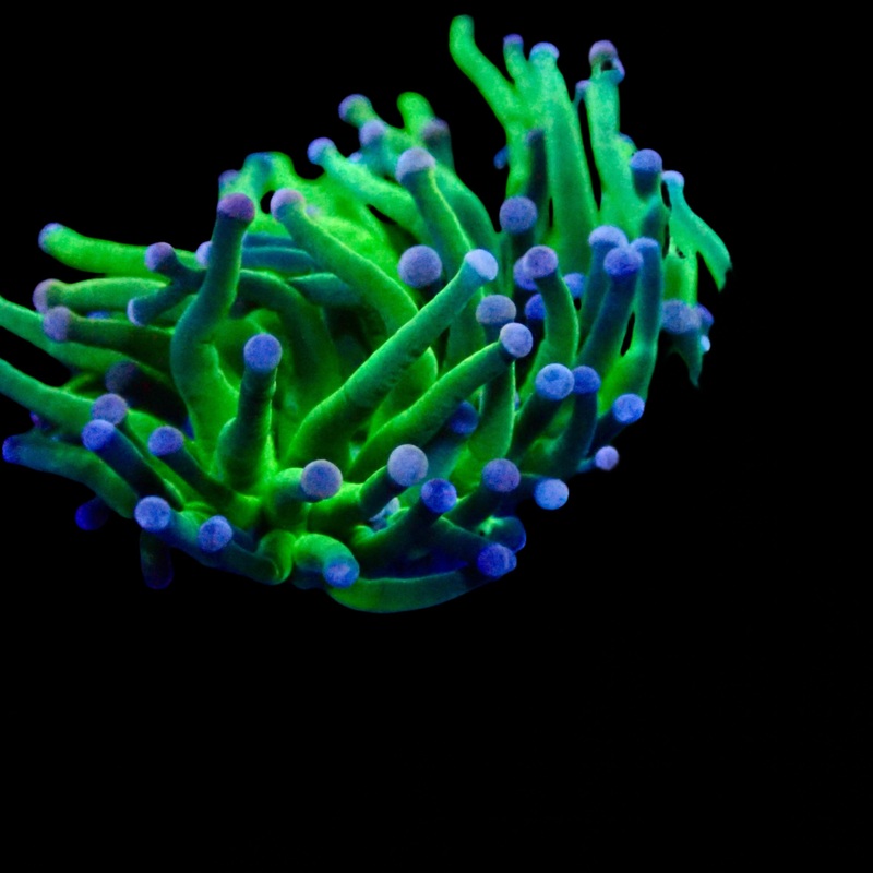 Green Torch frag par tte