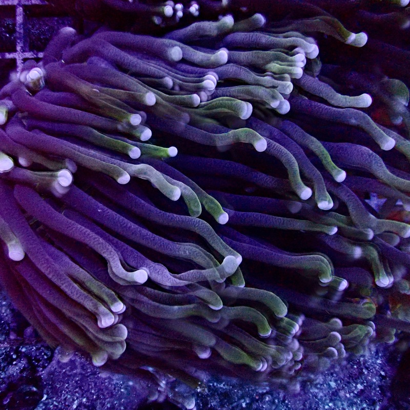 Heliofungia Actiniformis
