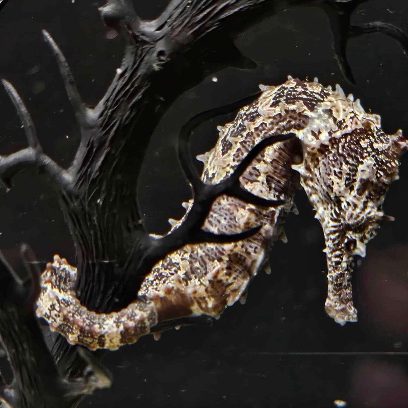 Hippocampe lev en Captivit au Qubec!  Erectus  Beaut et Calme pour Votre Aquarium