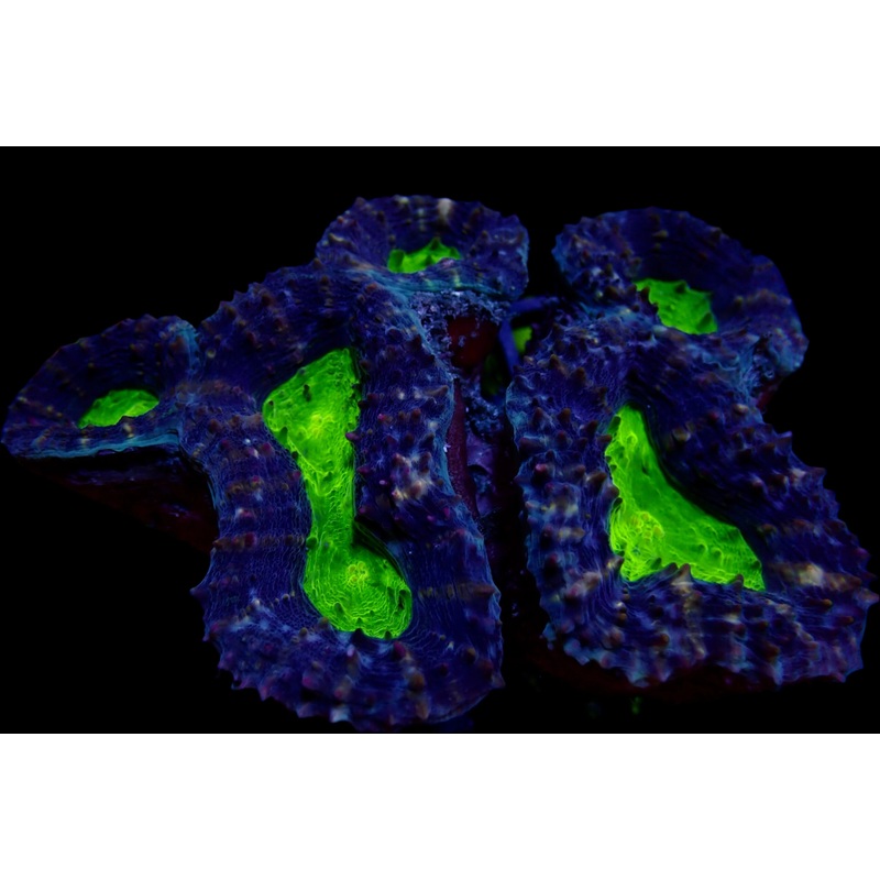 Lobophyllia Coraux - Beaut et Rsilience pour Aquariums Rcifaux