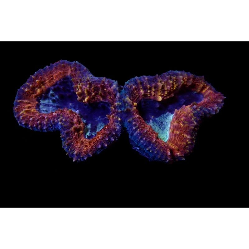 Lobophyllia Coraux - Beaut et Rsilience pour Aquariums Rcifaux (Copy)