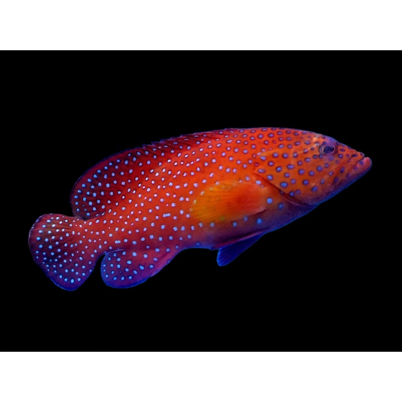 Miniatus Grouper(Cephalopholis miniatus)
