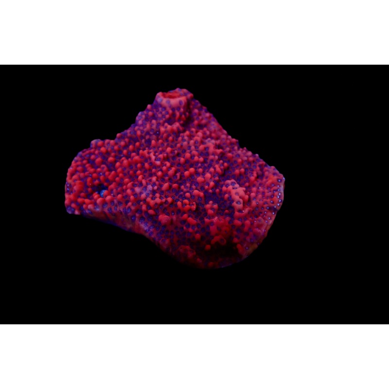 Montipora Dragon Fruit Colony