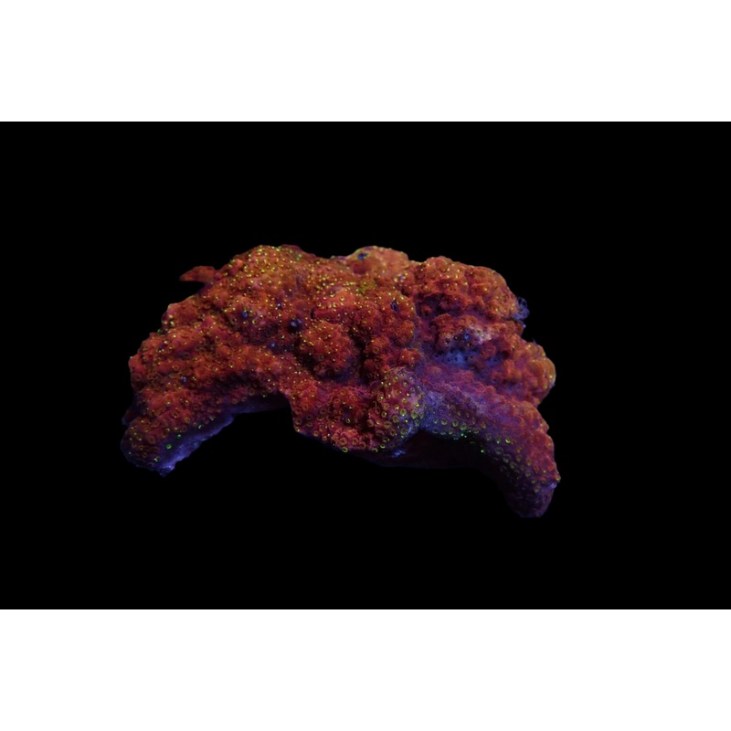 Montipora Flaming