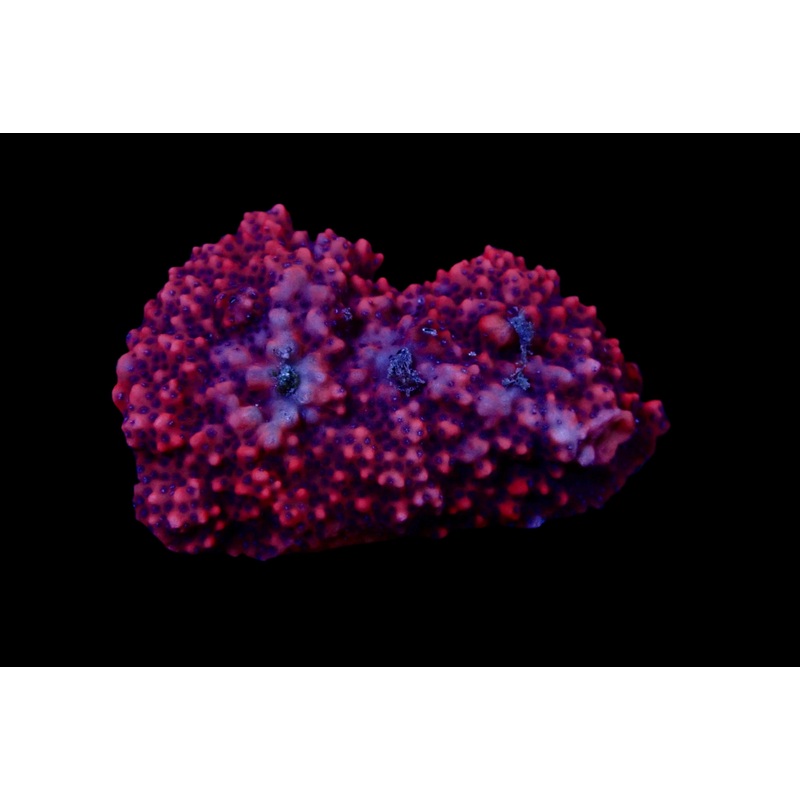 Montipora Mystic Sunset Colony med
