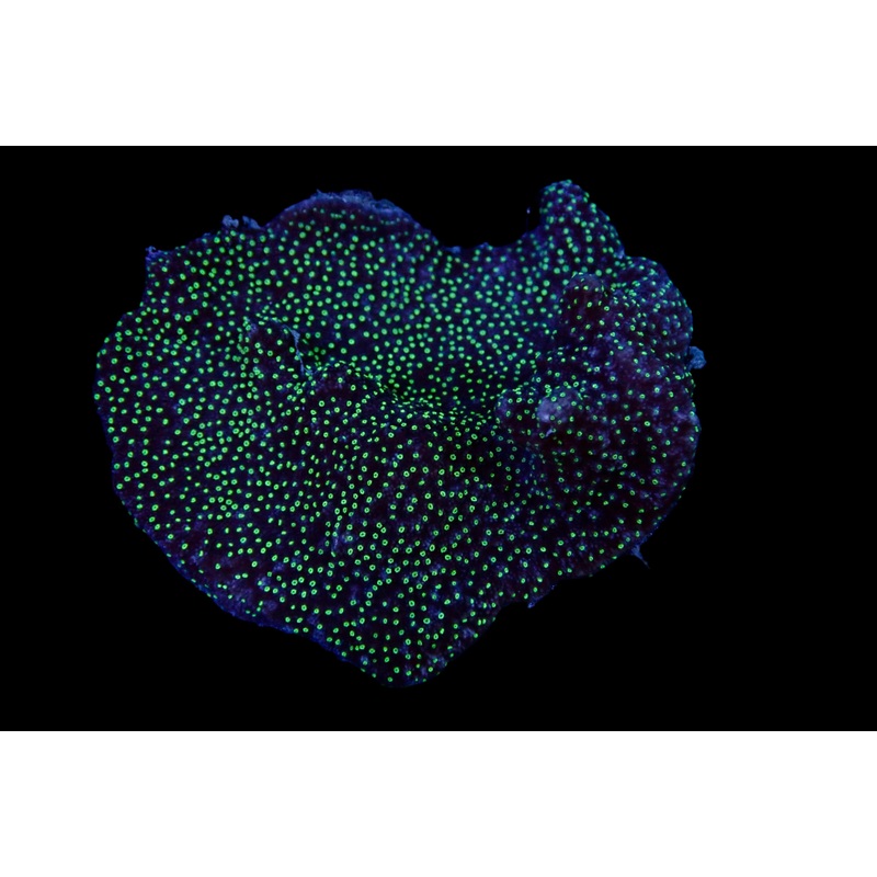 Montipora Starlight Colony