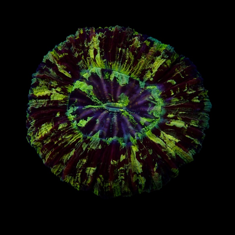 Multicolor Trachyphyllia (