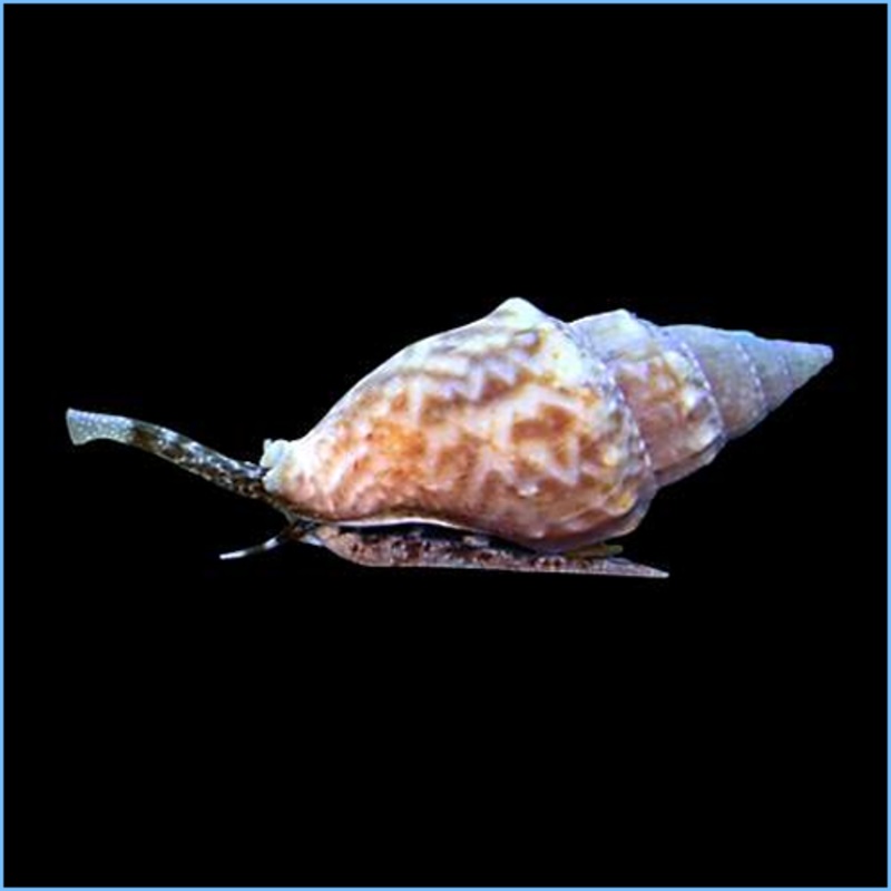 Nassarius Sand Snail