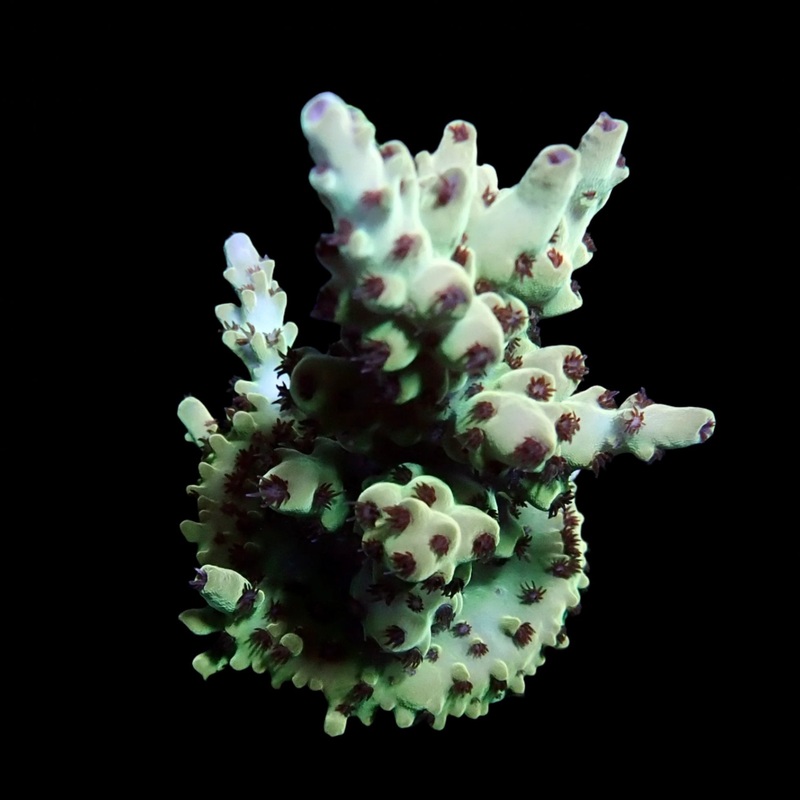 Pink Lemonade Acropora  WYSIWYG