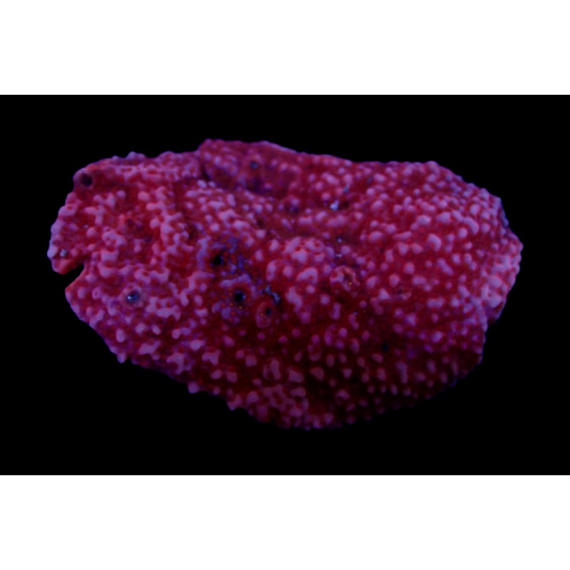 Pink Panther Montipora Colony