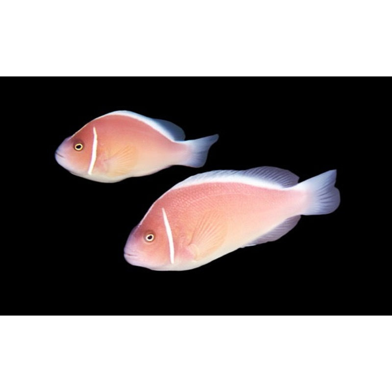 Pink Skunk Clownfish