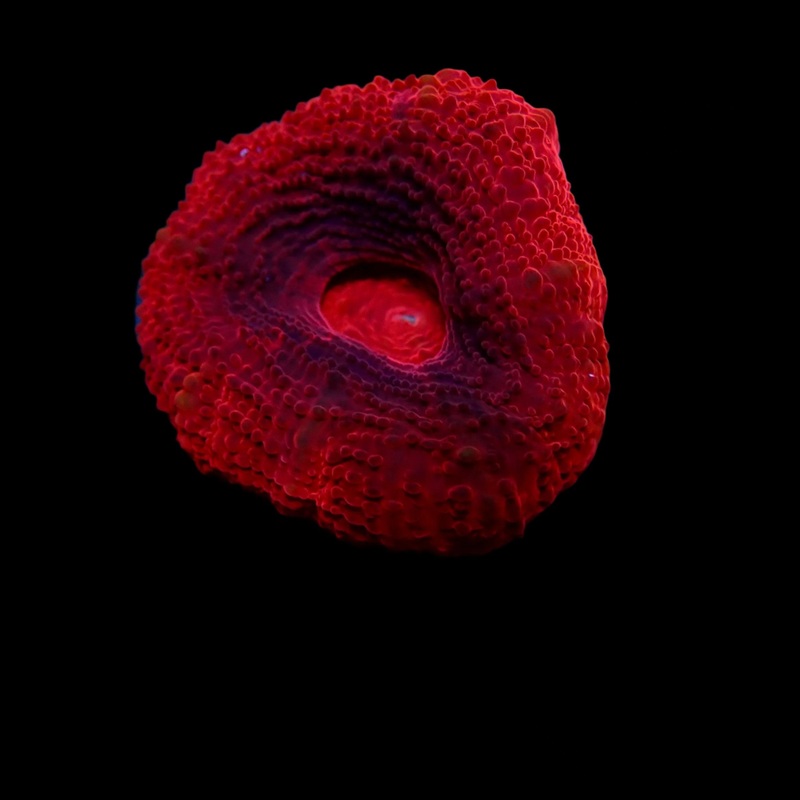 Scolymia Ultra Bloody red frag