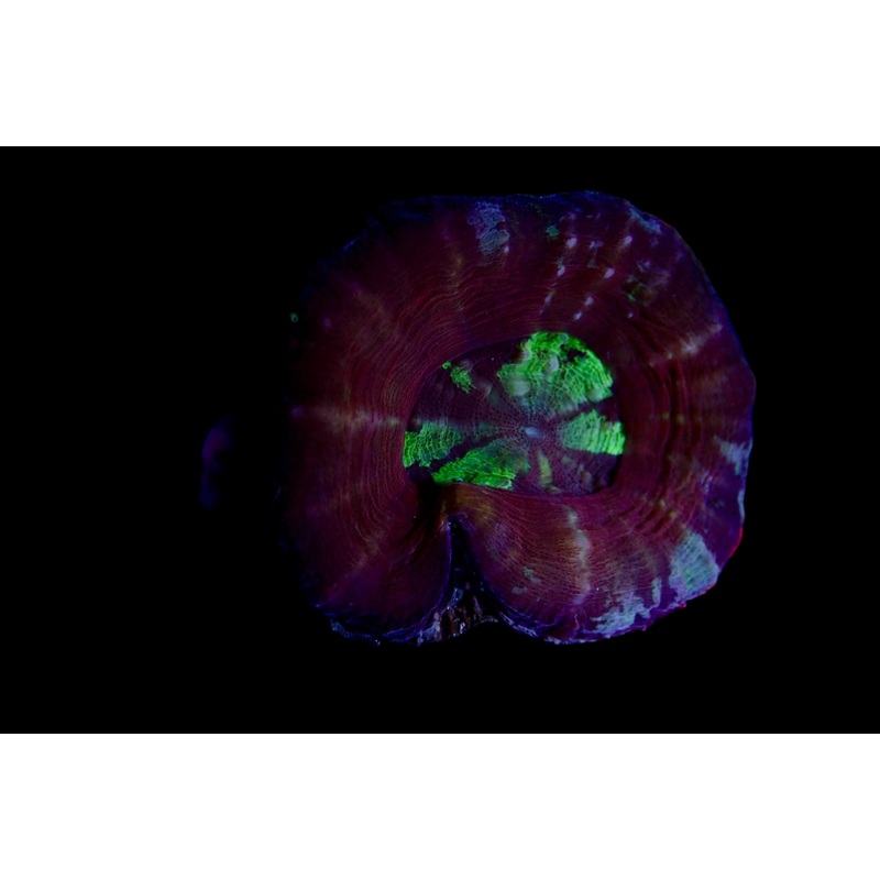 Scolymia Ultra Frag pastel