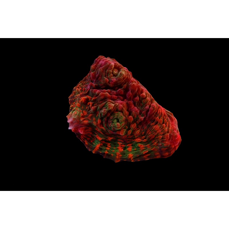 Ultra Chalice Watermelon frag
