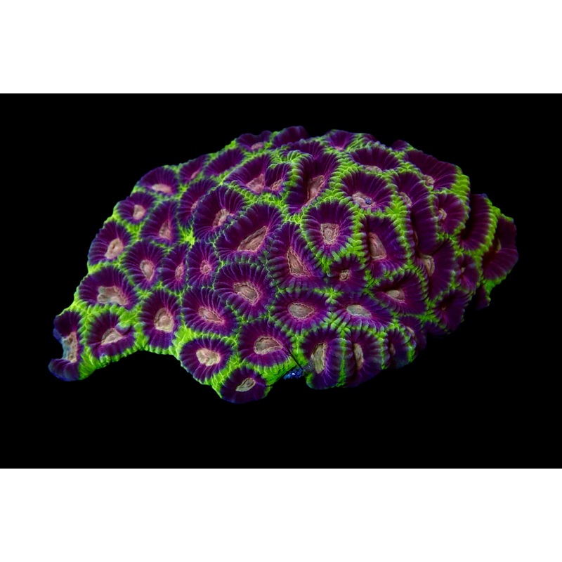 Ultra Favia Pinky Cherry Colony