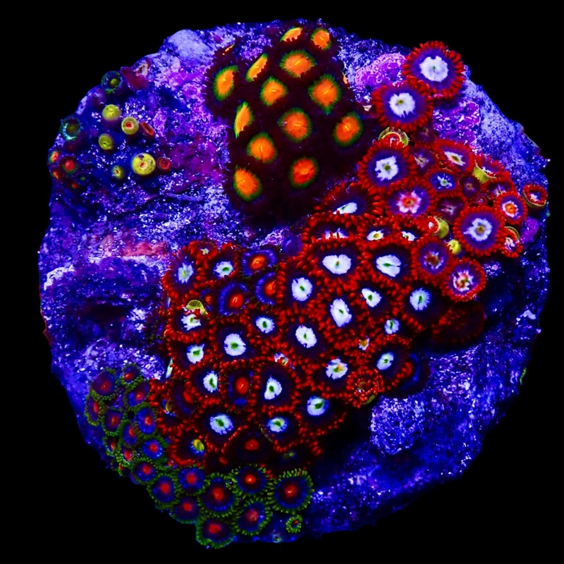 Zoanthidae Coral (Zoanthids) WYSIWYG 00
