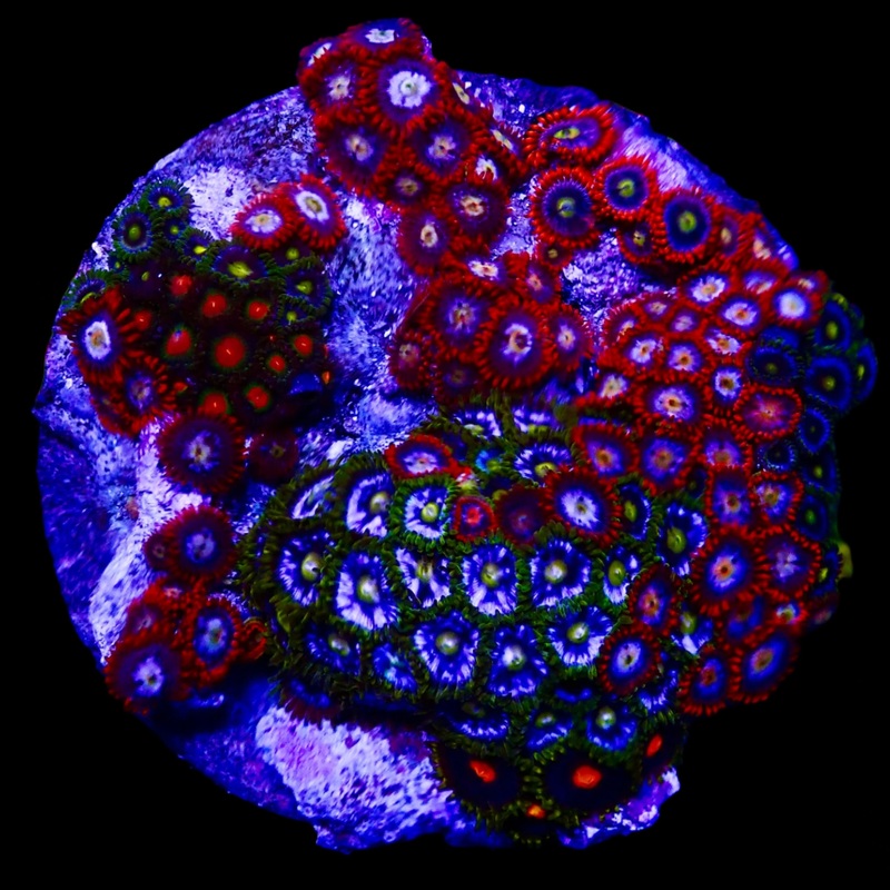 Zoanthidae Coral (Zoanthids) WYSIWYG 02