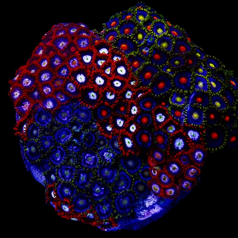 Zoanthidae Coral (Zoanthids) WYSIWYG 03