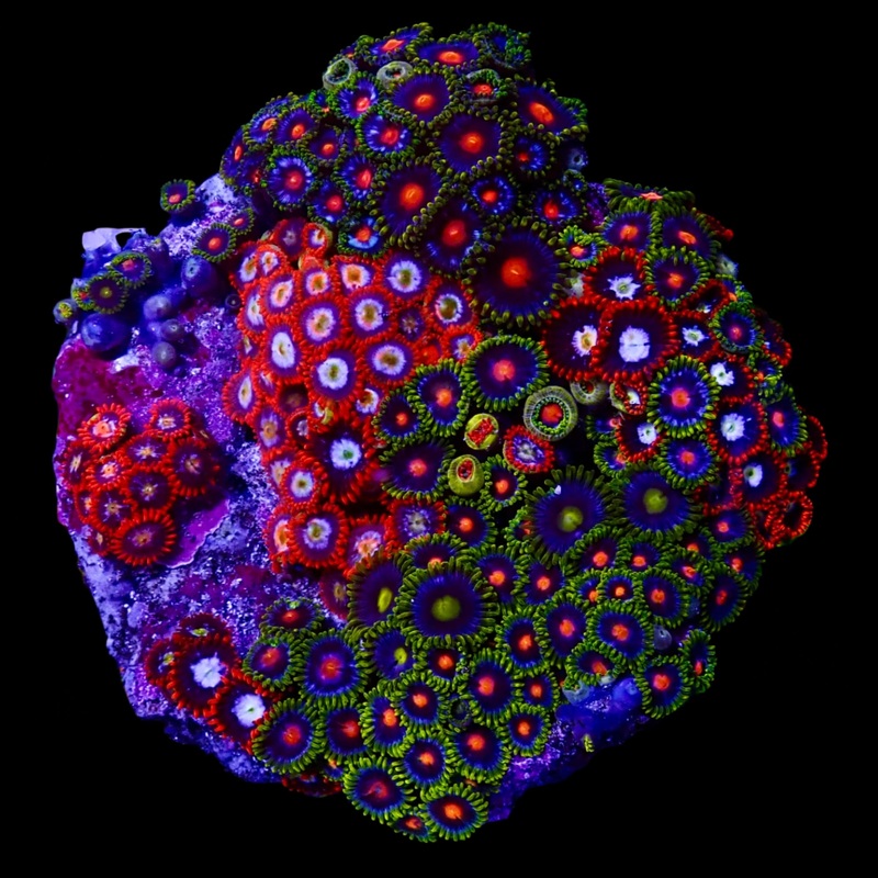 Zoanthidae Coral (Zoanthids) WYSIWYG 04
