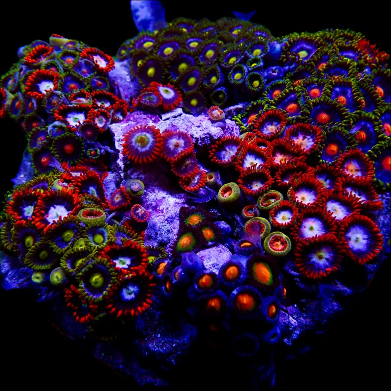 Zoanthidae Coral (Zoanthids) WYSIWYG 05