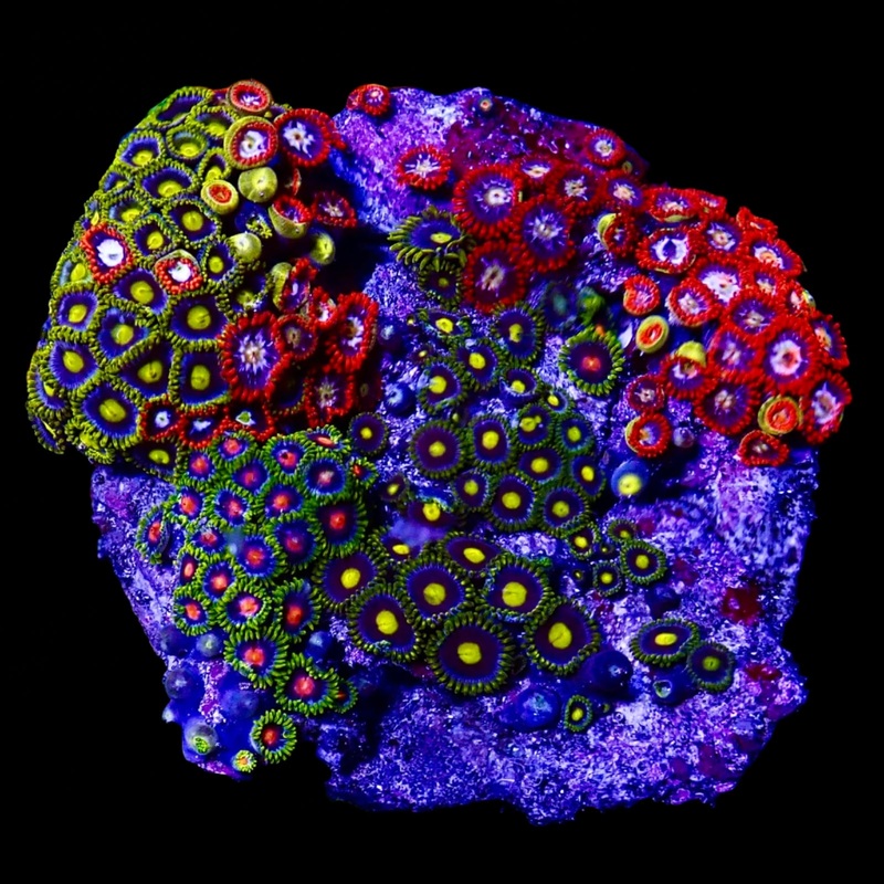 Zoanthidae Coral (Zoanthids) WYSIWYG 80