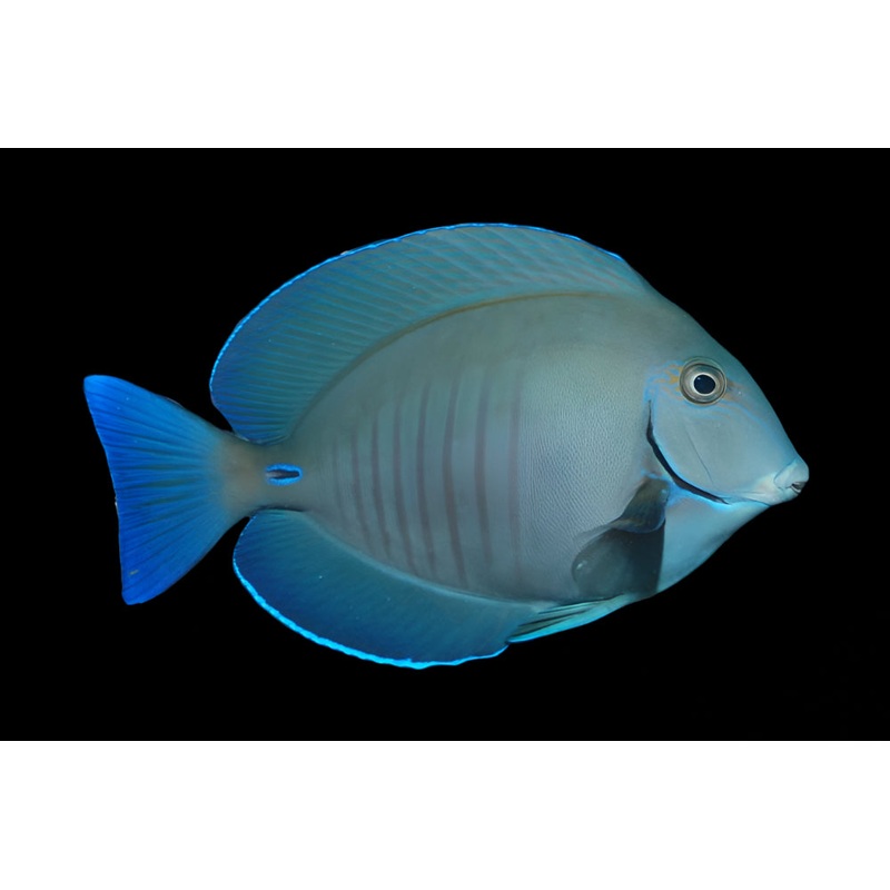 Acanthurus chirurgus (Doctorfish) | Poisson-Chirurgien purateur pour Aquarium Marin