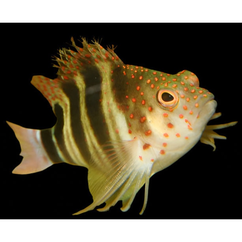 Amblycirrhitus pinos (Red Spotted Hawkfish) | Poisson Perch Color pour Aquarium Marin