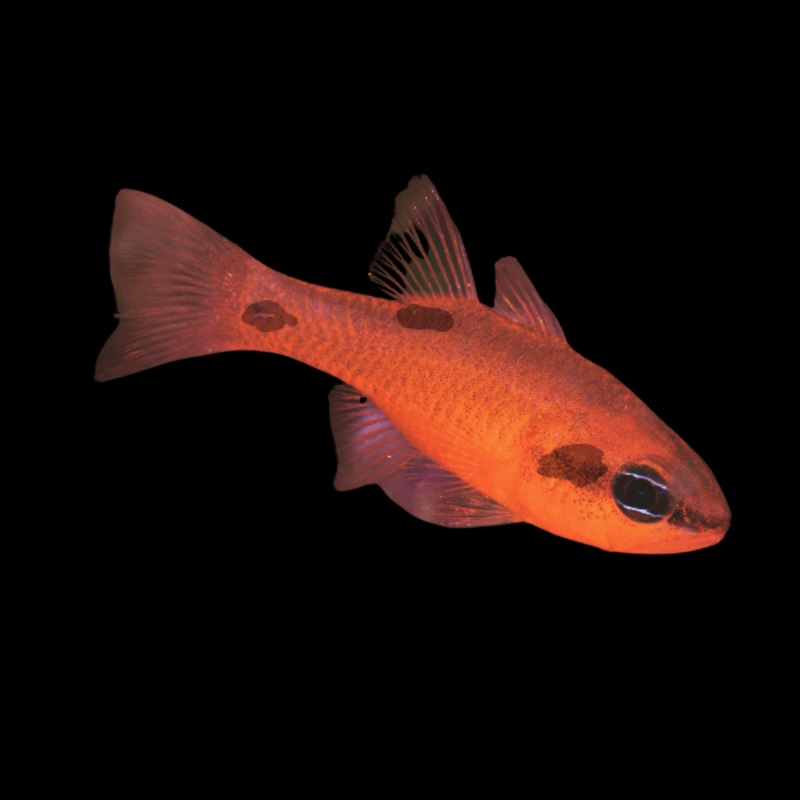 Apogon maculatus (Flame Cardinal) | Poisson Cardinal Rouge lgant pour Aquarium Marin