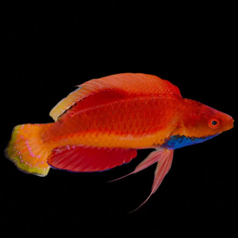 Blue Throat Fairy Wrasse (Cirrhilabrus cyanogularis)