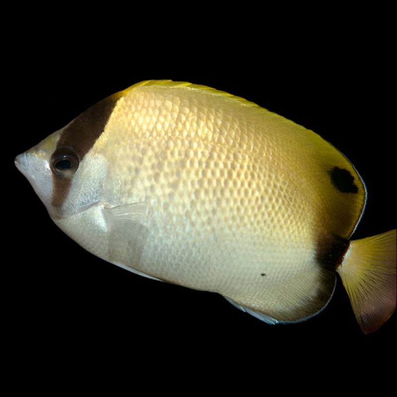 Chaetodon sedentarius (Reef Butterflyfish) | Poisson-Papillon lgant pour Aquarium Marin