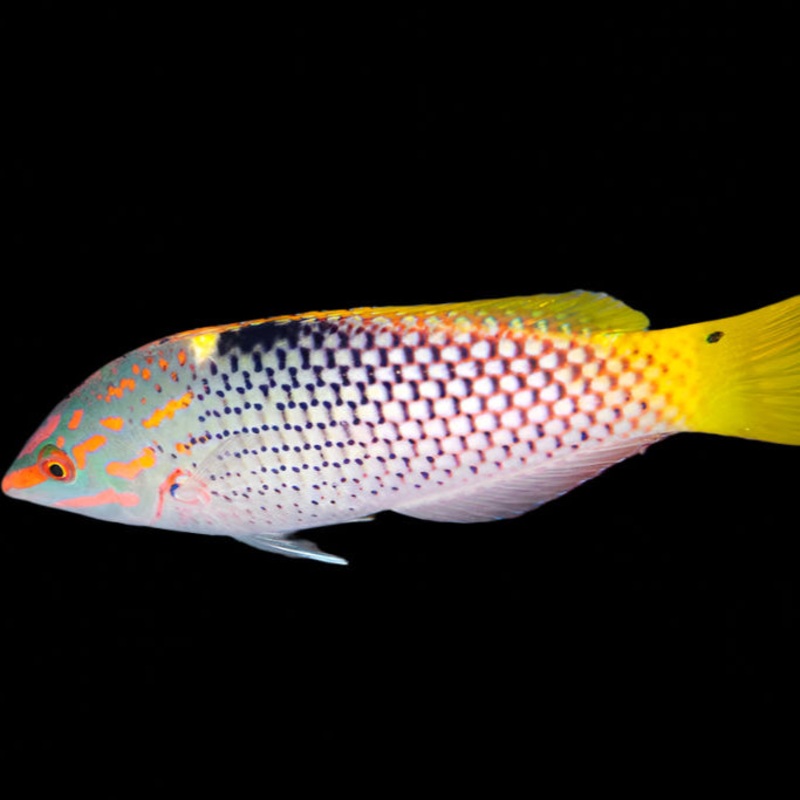 Checkerboard wrasse (halichoeres hortulanus )