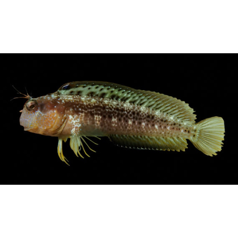 Eye Lash or Seaweed Blenny (parablennius marmoreus)