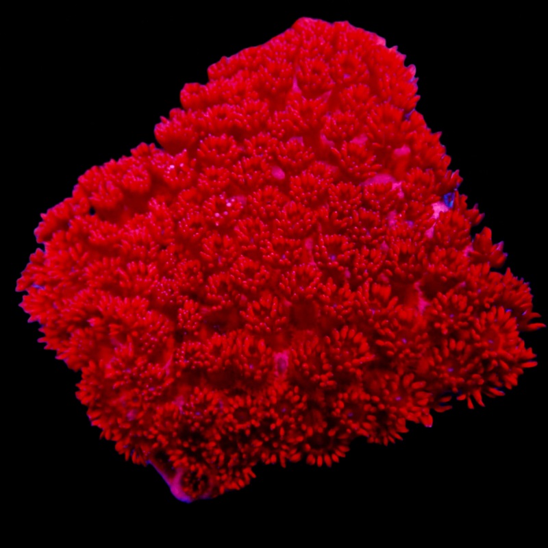 Gionopora Ultra Ruby Red WYSIWYG