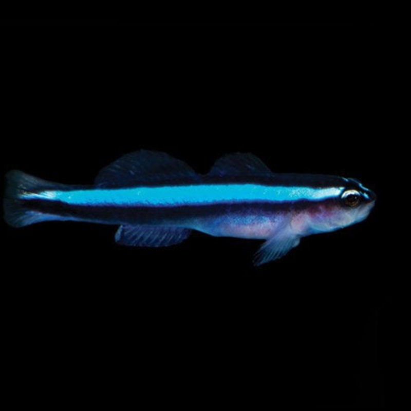 Gobiosoma oceanops (Neon Goby) | Poisson Nettoyeur Idal pour Aquarium Rcifal