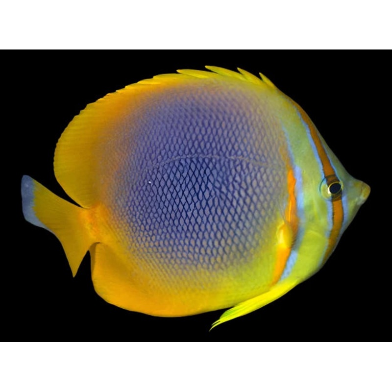 Goldstripe Butterflyfish ( chaetodon aureofasciatus)