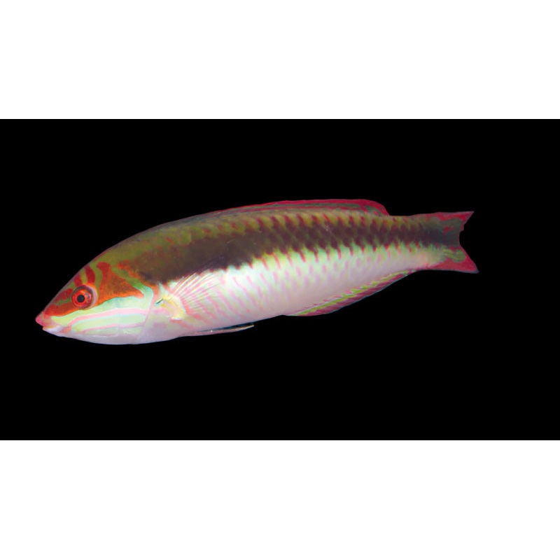 Halichoeres maculipinna (Clown Wrasse) | Labre Color et Actif pour Aquarium Marin
