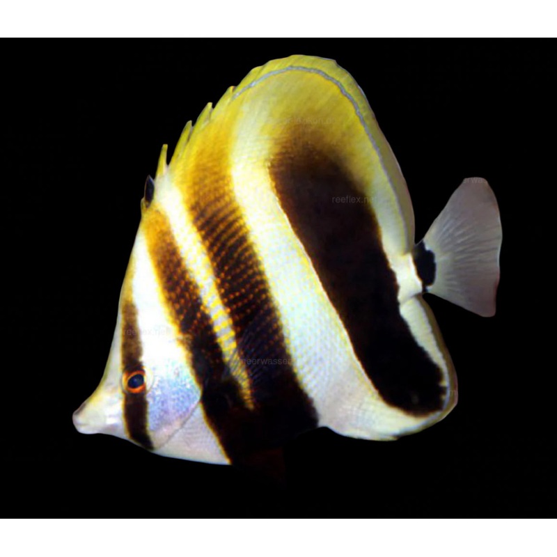 Hi Fin Coradion Butterflyfish (Coradion altivelis)