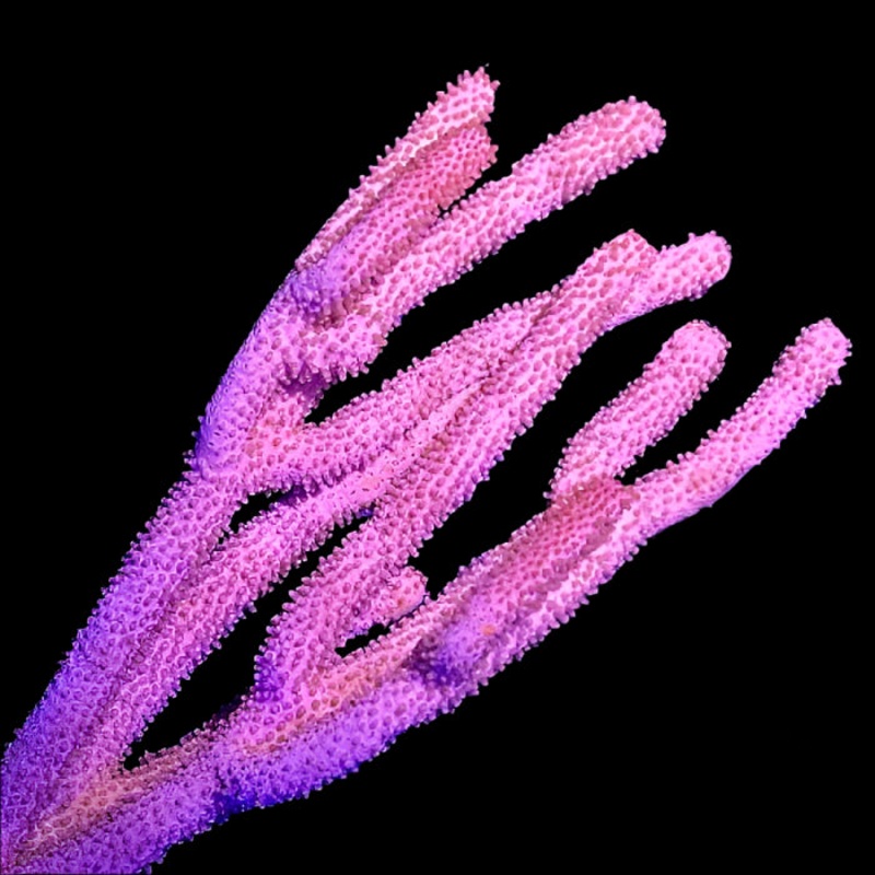 Knobbly Sea Rod Gorgonia - Eunicea mammosa | Gorgone Rsistante et Structurante pour Aquarium Rcifal