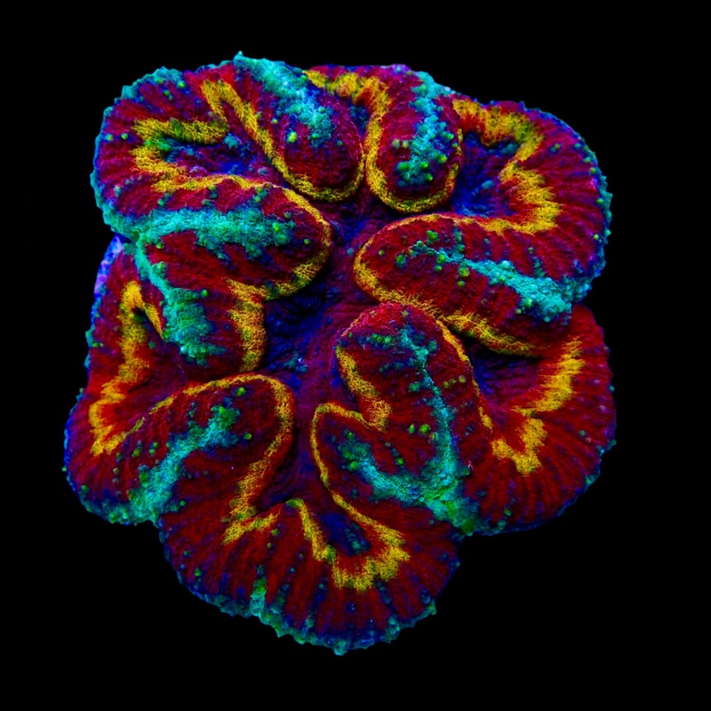Lobophyllia Ultra WYSIWYG - Beaut et Rsilience pour Aquariums Rcifaux
