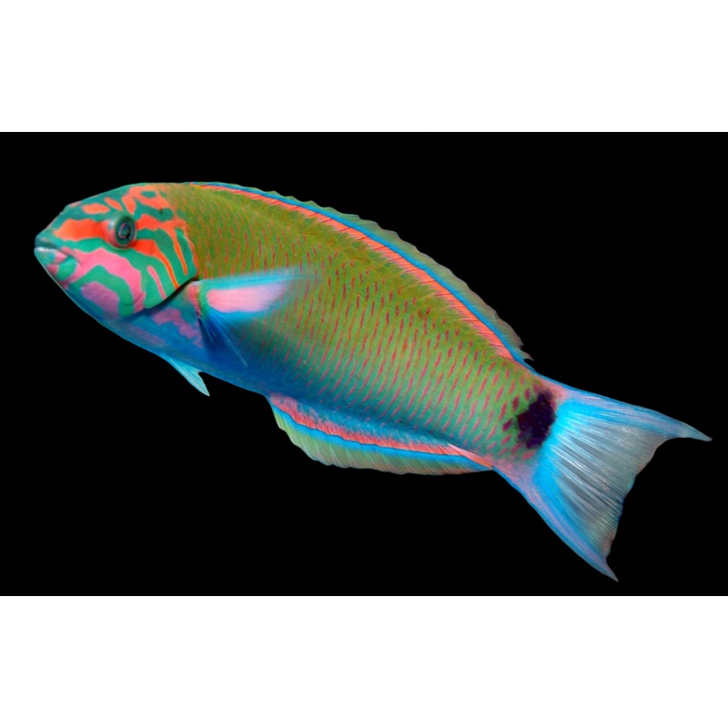 Lunare Wrasse