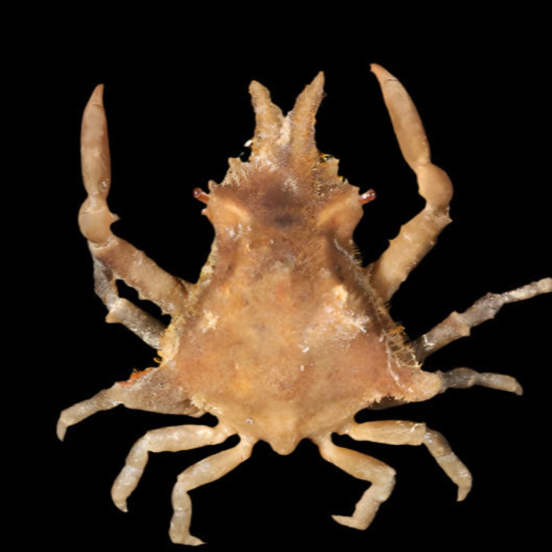 Macrocoeloma trispinosum (Decor Crab) | Crabe Camoufl et Nettoyeur pour Aquarium Marin