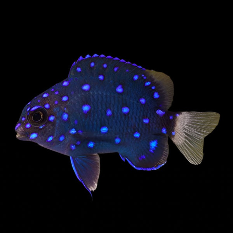 Microspathodon chrysurus (Jewel Damsel) | Demoiselle Juvnile clatante et Poisson Territorial pour Aquarium Marin