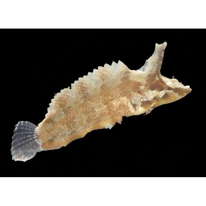 Paraclinus nigripinnis (Rhino Blenny) | Blennie Discret et Adaptable pour Aquarium Marin