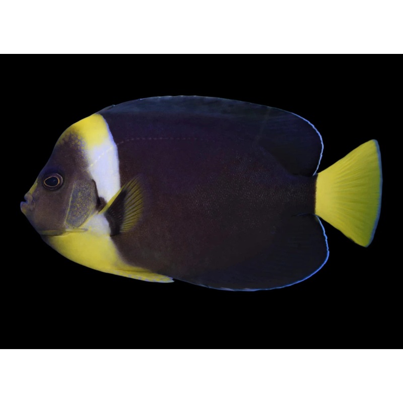 Personifer Angelfish (Chaetodontoplus meredithi)